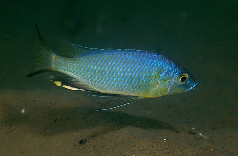 Mchenga conophoros 'Otter Point'